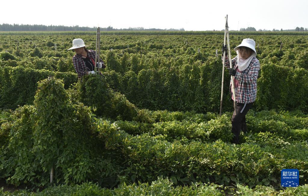 菲律宾大阳城网址